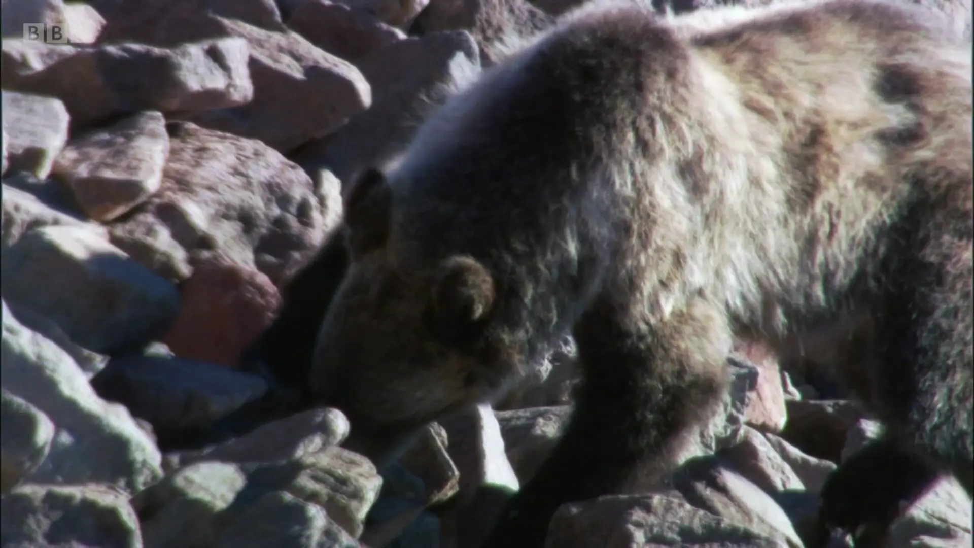 Grizzly bear (Ursus arctos horribilis) as shown in Planet Earth - Mountains